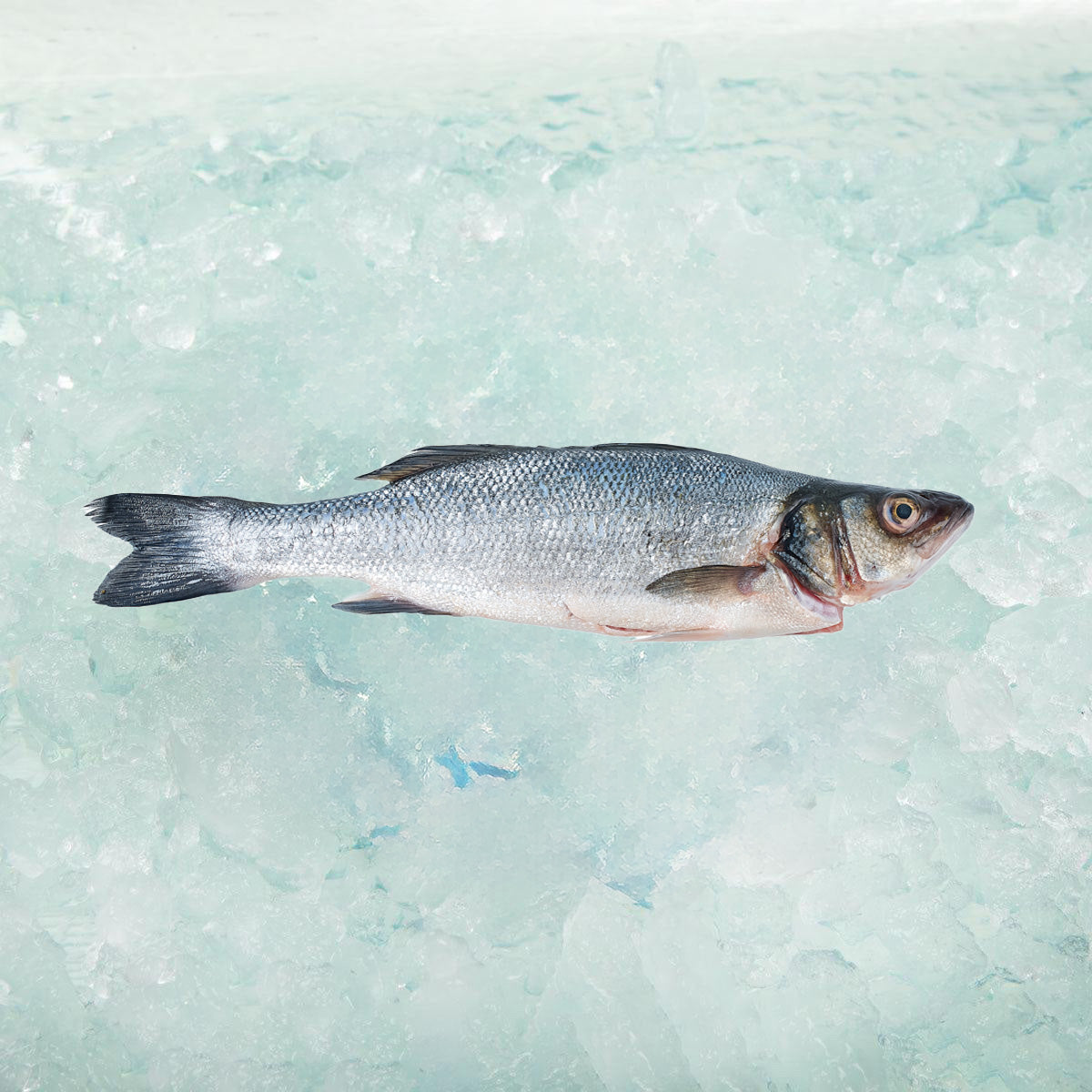 OSO Greek Farmed Sea Bass - ASC (Pre-pack) (400g)