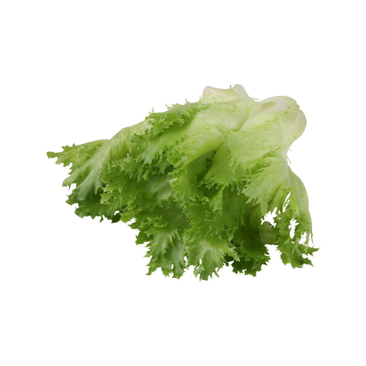 Japanese Hydroponic Pure Veil Lettuce (1pack)