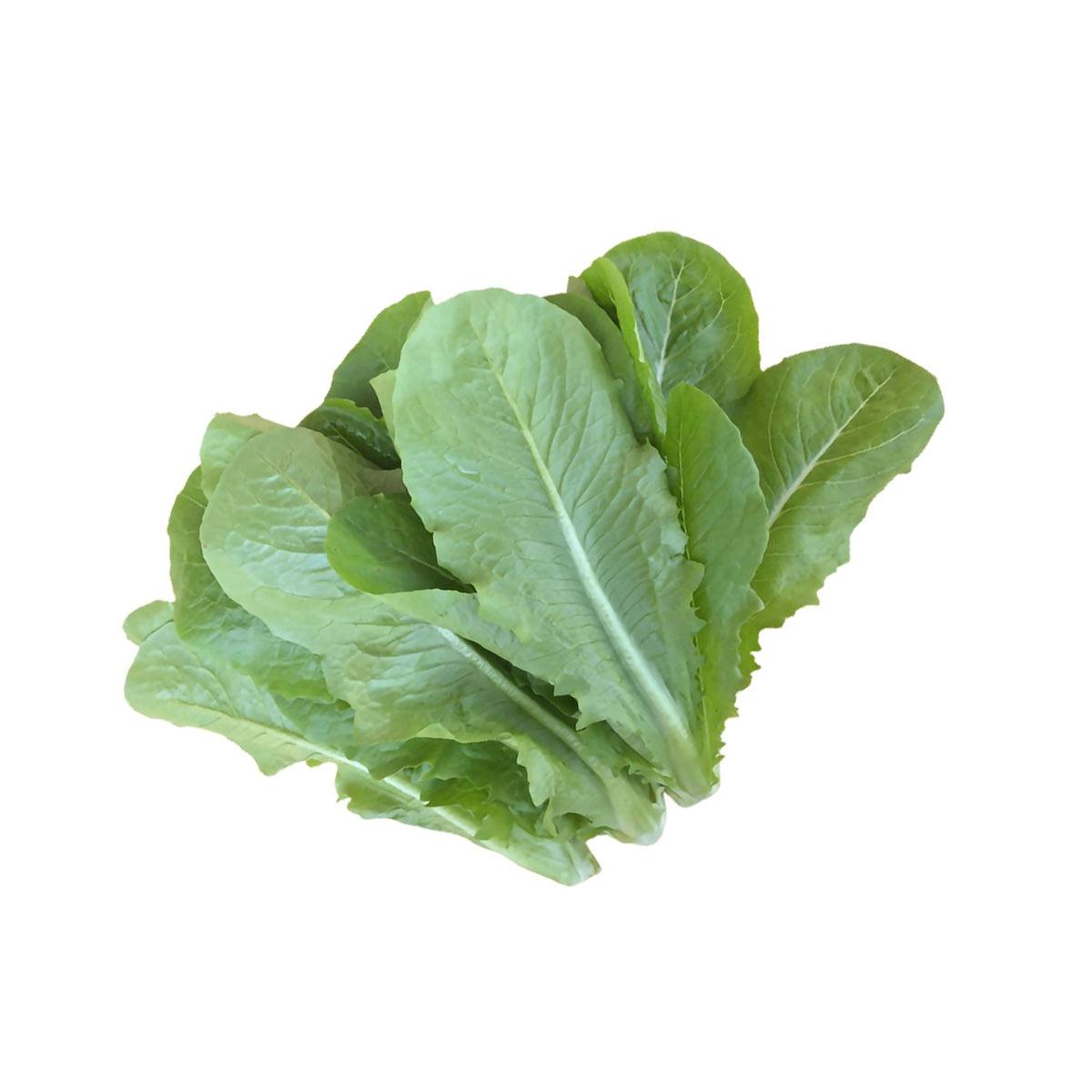 USA Organic Big Butter Lettuce (1pc)