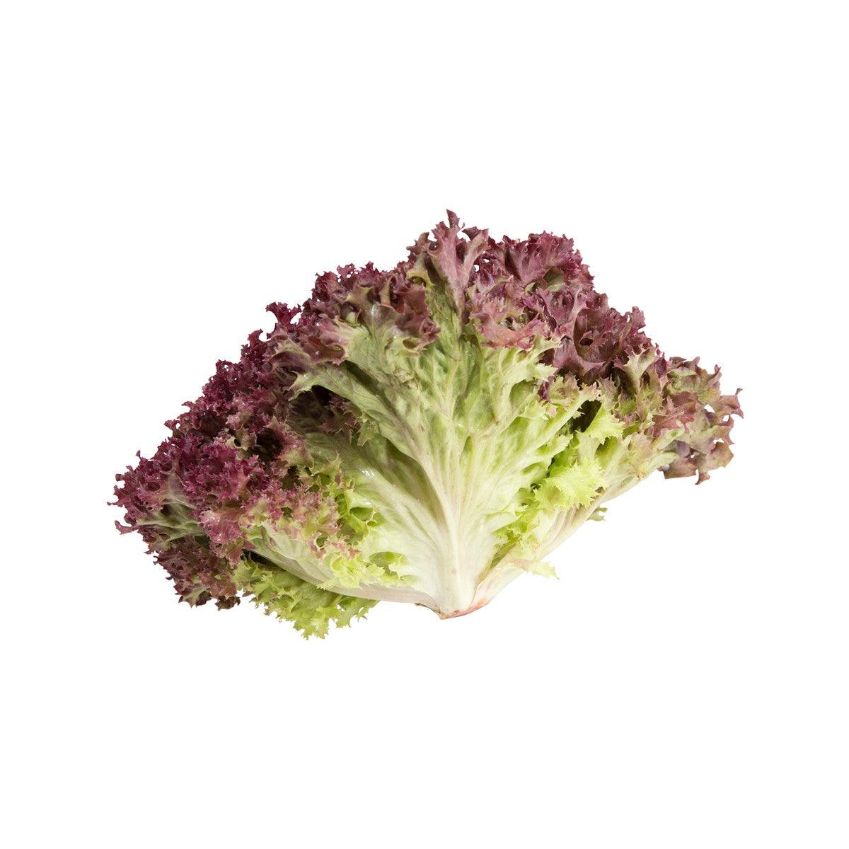 French Lollo Rosa Lettuce (170g)