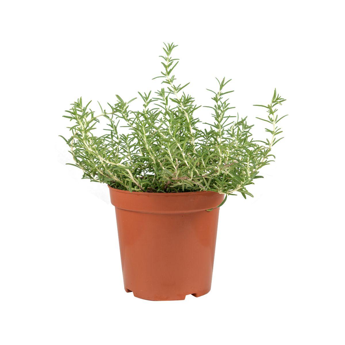Local Organic Rosemary Pot (1pack)