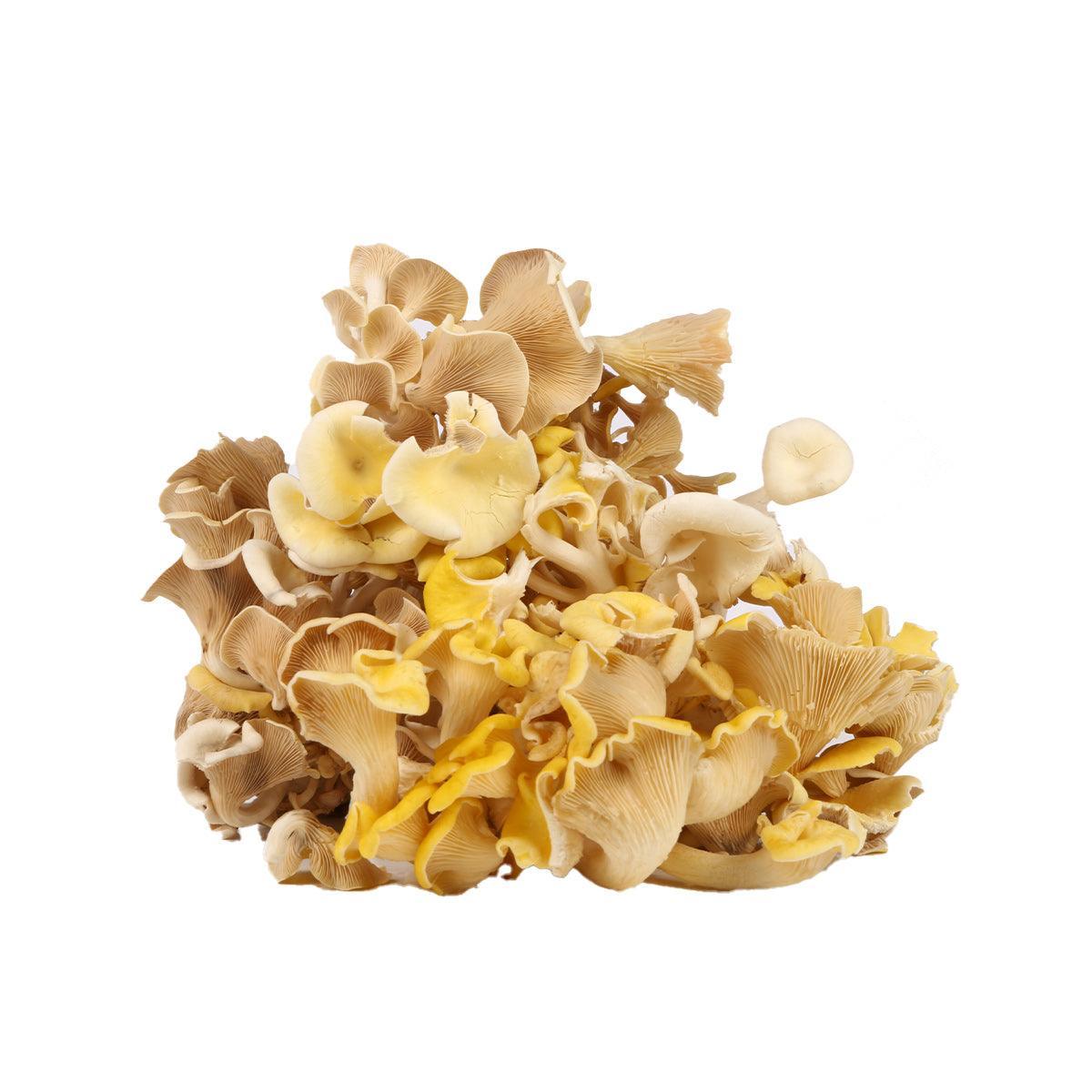 NEW LIFE FARM Local Organic Golden Oyster Mushroom (1pack)