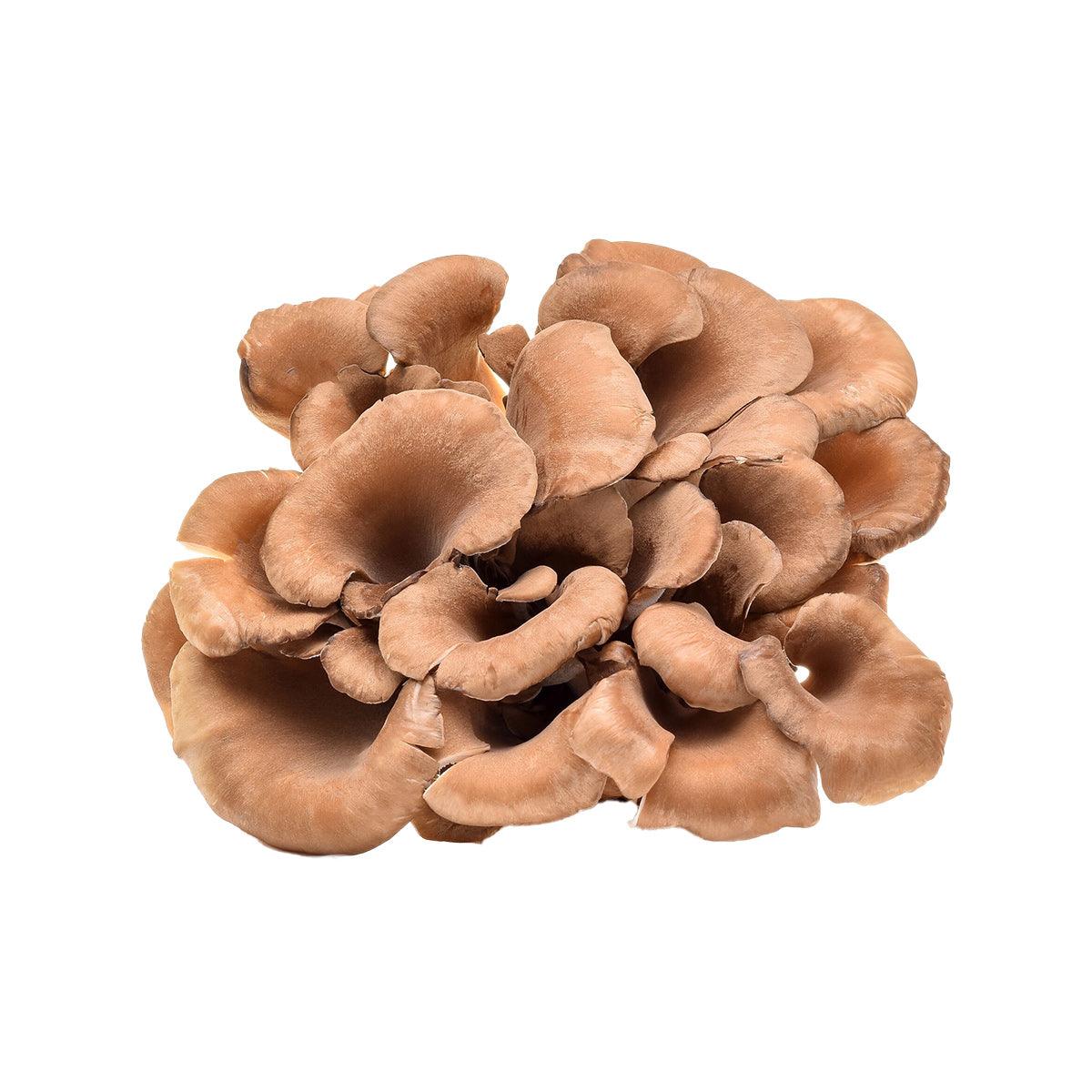 Japanese White Maitake Mushroom (S) (70g)