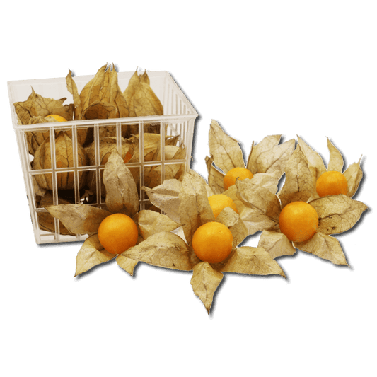 Colombian Physalis  (1pack)